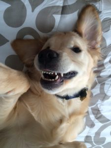 picture of dog with braces to improve crooked teeth